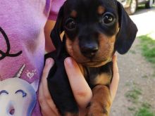 Miniature dachshunds puppies