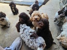 Lagotto Romagnolo, këlyshë të bukur