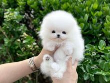 Këlyshë miniaturë Pomeranian