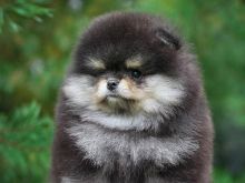 Qenush Pomeranian për shitje.