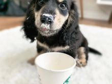 Qen Dachshund për shitje