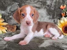 Beagle puppy