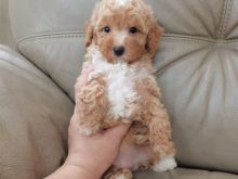 Këlyshë të vegjël Maltipoo
