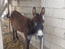 SHITET GOMAR .6 VJEC FEMER.KUCOVE.550€.0696909585