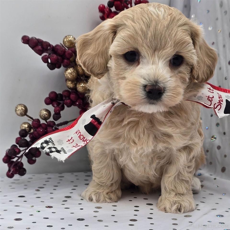 Maltipoo puppy