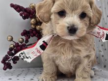 Maltipoo puppy