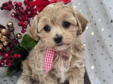 Maltipoo puppy