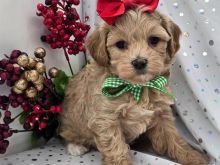 Maltpoo puppy