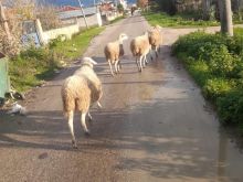 Shitja e deleve