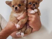 Chihuahua puppies available