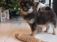 spix pomerian