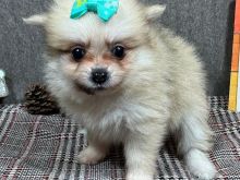 Pomeranian puppy
