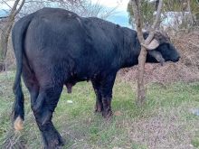 bull