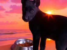 Klysh Belgian Malinois