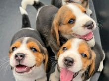 Këlyshë Beagle në dispozicion
