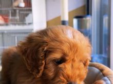 Shitet kelyshi cavapoo mashkull