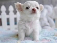 Këlyshë të adhurueshëm Chihuahua