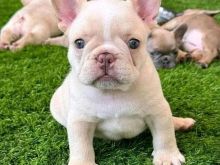 Qenush buldogu francez për shitje