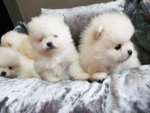 Pomeranez të adhurueshëm  Whatsapp +37067987419