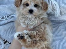 Këlyshë të adhurueshëm Maltipoo.