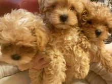 Këlyshë të adhurueshëm Maltipoo.