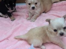 Chihuahua puppies +13055042855