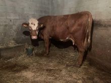 Shitet lopa extra per  Mish reth 550 kg