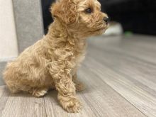 Këlyshë Maltipoo për ristrehim.