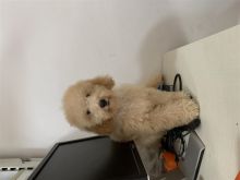 poodle