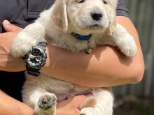Qenushët e racës Golden Retriever
