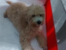 Shitet qeni poodle femer 3 vjec