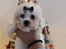 Maltezer