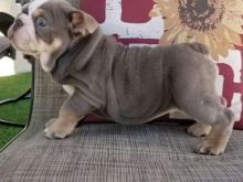 Këlyshë bulldogësh anglezë