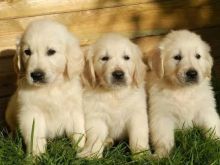 Golden Retriever 