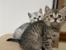 Shes kotele British shorthair
