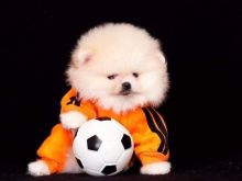 Pomeranian boo