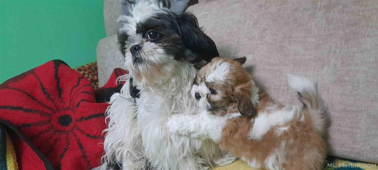 Qenusha Shih Tzu