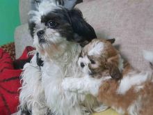 Qenusha Shih Tzu