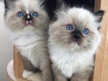 Adhurueshme Ragdoll