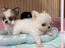 Këlyshë të vegjël Chihuahua