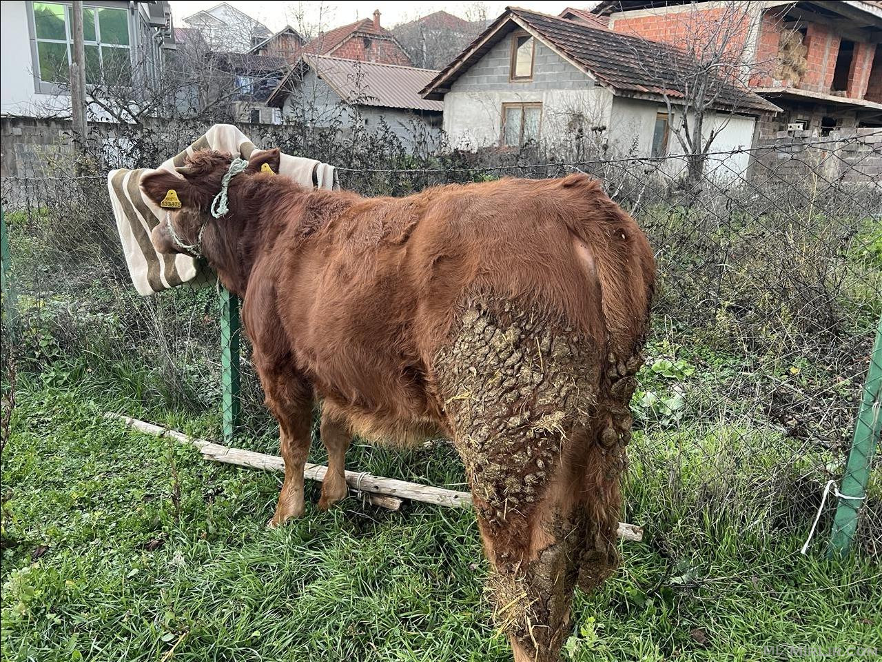 Shitet meshtjerra e bjeshkes