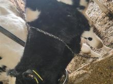 Shitet mshtjerra 9 mujshe
