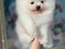 Pomeranian boo