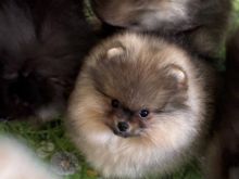 Këlyshë Mini Spitz të racës Këlyshë Mini Spitz.
