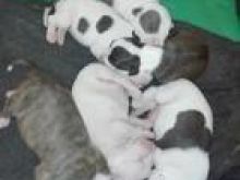 Këlysh pitbull