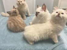 Kotele Ragdoll
