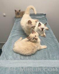 Kotele Ragdoll