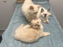 Kotele Ragdoll