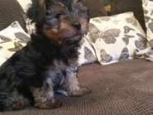 Yorkie Terrier