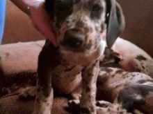 Këlyshë Great Dane.